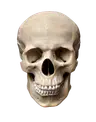 Profile picture of Allielikeapearl
